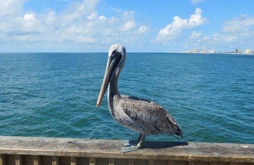 Orange Beach Condo | SeaChase, 1103 East Tower, 2025 bookings now open!