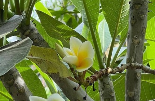 Cuernavaca Villa | Secret Oasis in Cuernavaca for you and your family