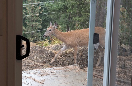Coeur d'Alene House | SEE YOU IN THE SPRING! Close to Coeur D' Alene yet set in a wooded atmosphere.