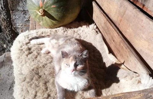 Sigchos Cabin | Sigchos LODGE