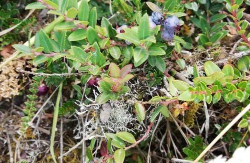 Sigchos Cabin | Sigchos LODGE