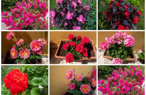 Corfu Town Apartment | SOPHIE'S GARDEN APARTMENT