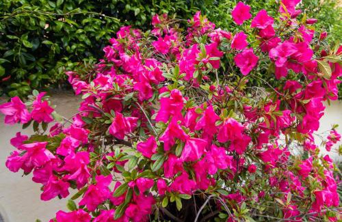 Corfu Town Apartment | SOPHIE'S GARDEN APARTMENT