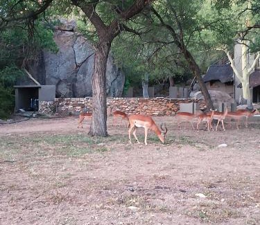 Maruleng Cabin | Sorabi Rock Safari Lodge