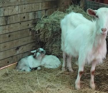 Colle di Compito Apartment | Splendido rustico shabby