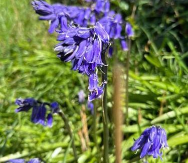 Lelant Apartment | Stepping Stones Cottage - Lelant, Nr St Ives