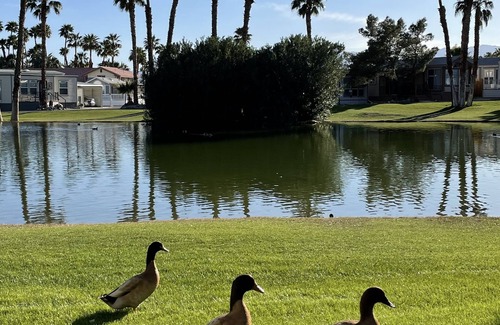 Desert Hot Springs House | Swan Lake House and Hot Spring Mineral Pools