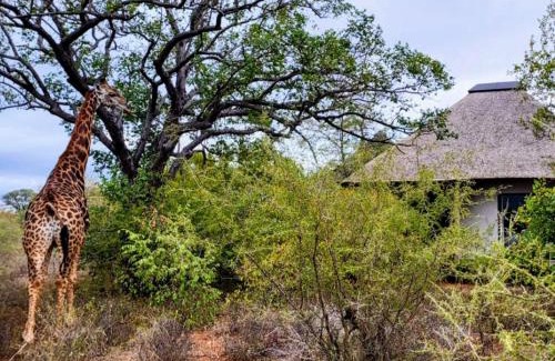 Hoedspruit Cabin | Taaibos Bush Lodge