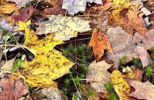 Ellenville RV Rental | Tentrr Signature Site - Retreat East Co, The Forest Experience