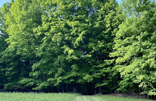 Ellenville RV Rental | Tentrr Signature Site - Retreat East Co, The Forest Experience