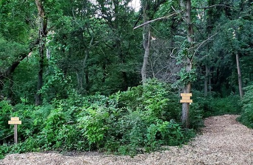 Thurston County Other | Tentrr Signature Site - Hackberry Campsite 2