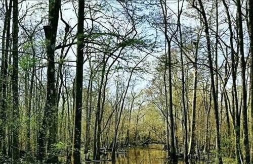 Springfield RV Rental | Tentrr State Park Site - Louisiana Tickfaw State Park - Woodland F - Single Camp