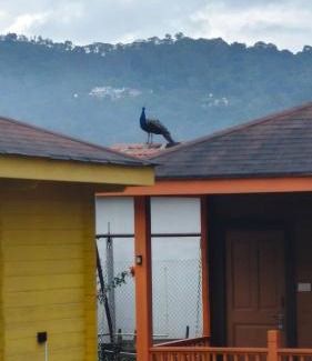 Wellington House | The Laughing Woods AC Resort