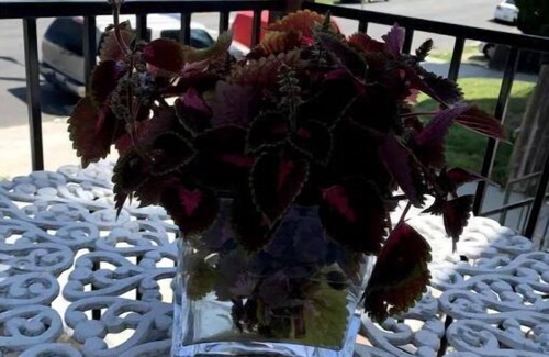 Central San Pedro House | The Lotus House – Bright 3BR Oasis w/Balcony, Garden & Parking