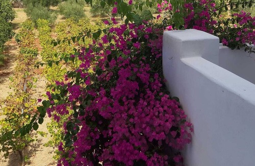 Lakkion Other | The Old Farmhouse. A wonderful traditional Greek family farmhouse in Leros