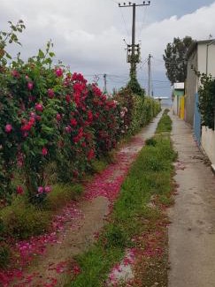 Qazim Pali House | The Olive Grove