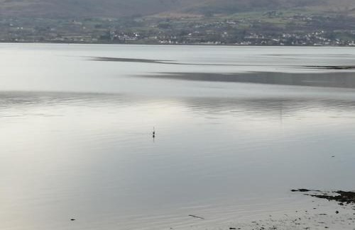 Rostrevor Bed & Breakfast | The Oystercatcher