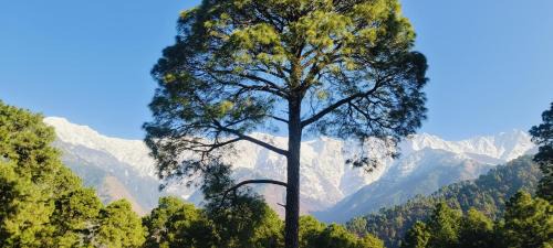 McLeod Ganj Hotel | The Unmad Satovari