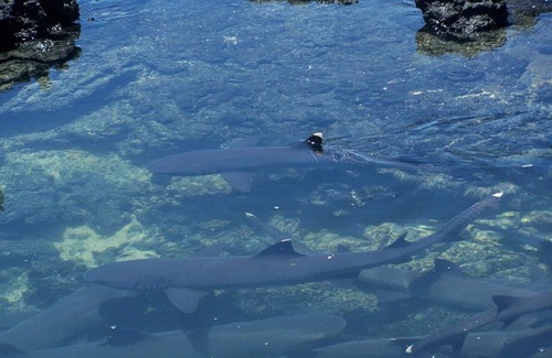 Puerto Villamil House | Tour to volcan, swim with sharks - Marriat #4
