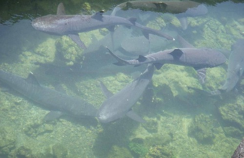 Puerto Villamil House | Tour to volcan, swim with sharks - Marriat #5