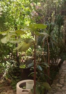 De Guadalupe Apartment | Tranquilidad