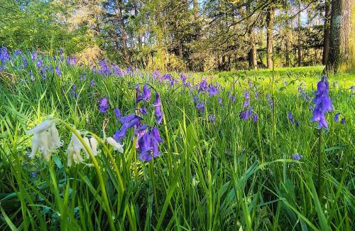 Llandovery Apartment | Tranquil getaway near Brecon Beacons