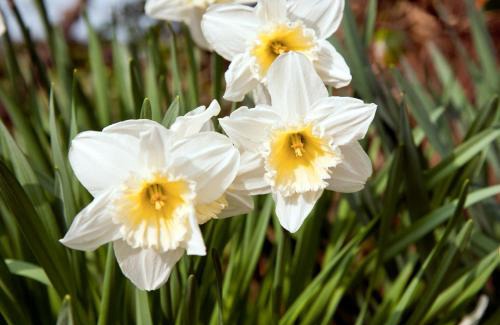 Beaumaris House | Tros Yr Afon Holiday Cottages and Manor House