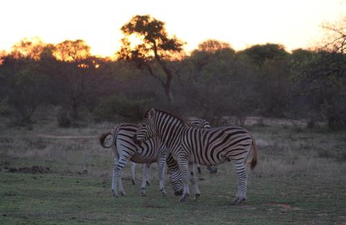Hoedspruit Cabin | Tshukudu Bush Camp