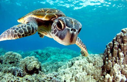 Durres Apartment | Turtle Apartment