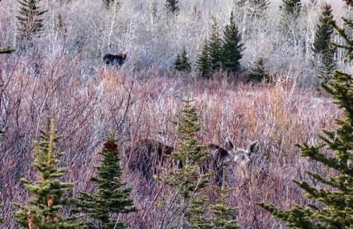 East Glacier Park Village Apartment | Two Medicine INN