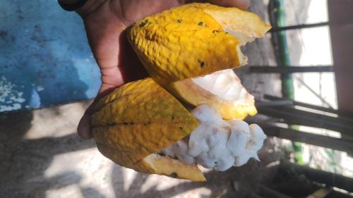 Taquaral Other | Ubatubambu