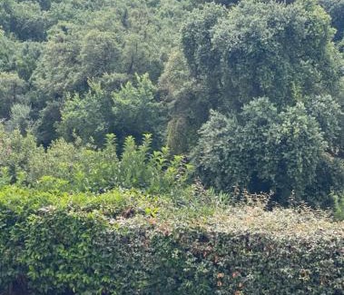 Formia House | Villa Agavi