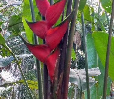 Cabore House | Villa dos Pássaros Paraty Hospedagem