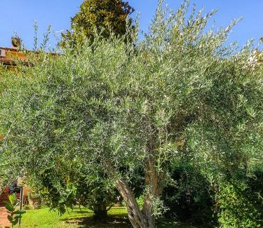 Quartiere Oltre Savio Bed & Breakfast | Villa Elsa, Cesena zona Ippodromo