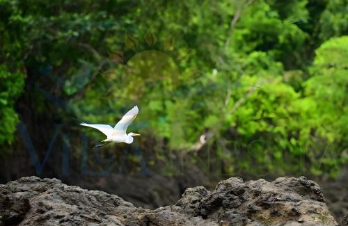 Nuqui House | Villa Inesita