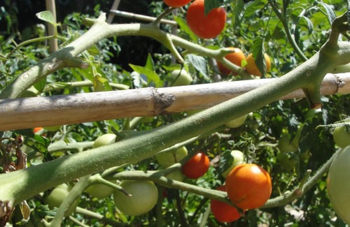 Pizzo Bed & Breakfast | Villa Primaluce