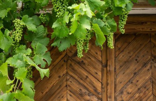 Hegymagas House | Vinonima Vendégház