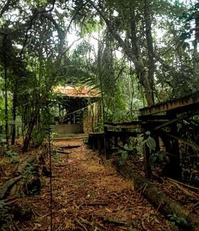 Alter do Chao Other | Viverde selva Redario natural