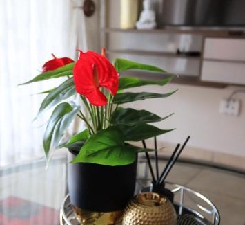 Rustenburg Apartment | Warm Stay in an Estate pty Ltd
