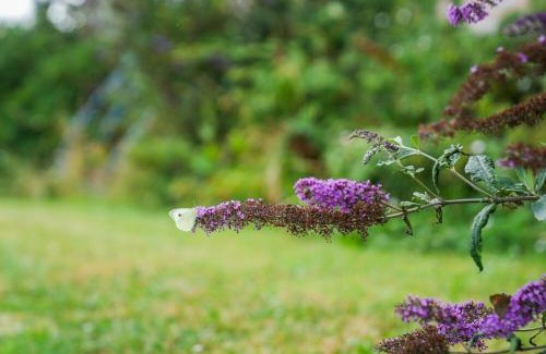 Liverton House | Wayeview Cottage on working Devon farm