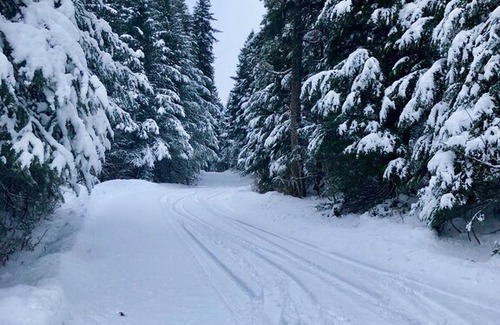 Bear Creek Cabin | Whispering Woods Cabin in Seward