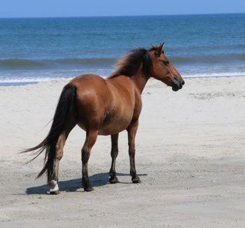 Corolla Hotel | Wild Horse Inn