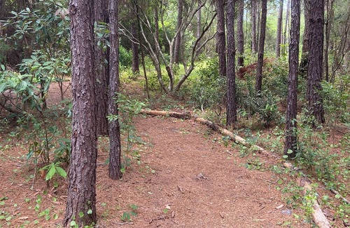 Boiling Spring Lakes House | Wildlife Habitat near state nature trails, beaches and quaint southern towns.