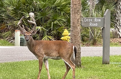 Deer Lake House | Wildlife viewers dream! Peaceful & so clean, golf cart incl., pool across street