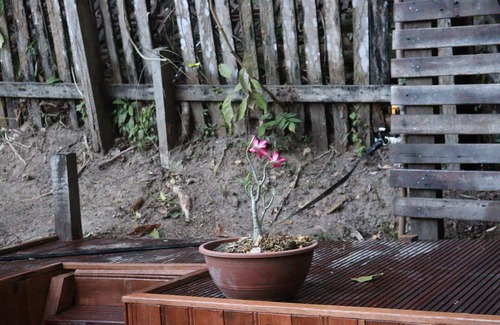 Alter do Chao House | Witch's House - with ofuro, atelier and gardens