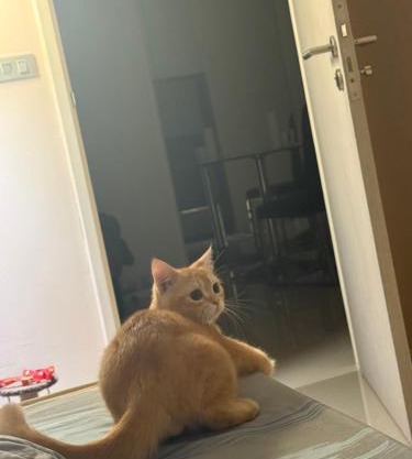 Прикол