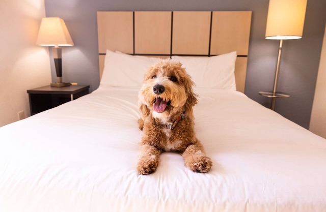 2 Spacious 1BR Suites Perfect for Families Visiting NYC - Pets welcome