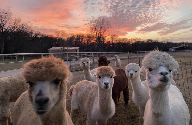 A Magical Getaway with Alpacas