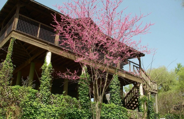 AMAZING LOG TREEHOUSE CABIN ON THE COLORADO RIVER