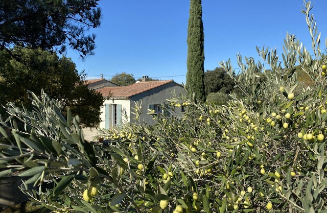 Au jardin des Oliviers - Provencal villa in Luberon